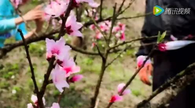 寻找秘境“桃花坞”