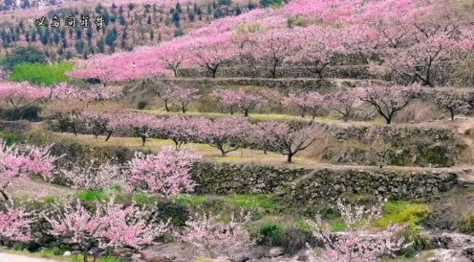 走遍义乌—欣赏桃花正当时，手机实拍上溪桃花坞