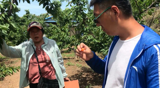 一个樱桃园就两颗奶香味樱桃，稀有度堪比“仙丹”，摘下还不舍吃