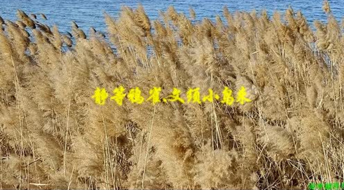 《宛平湖寻鸟记》新编