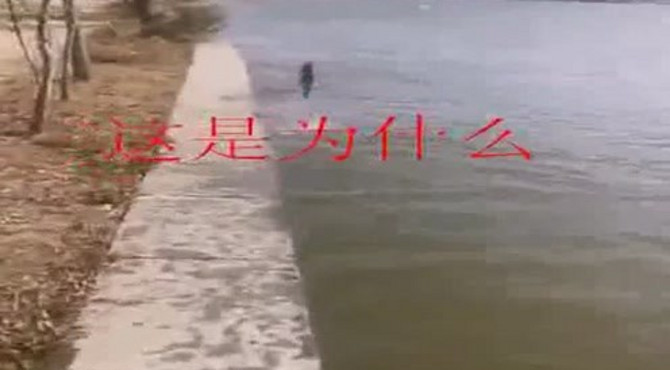 公园散步的时候，惊现这一幕，传说中的鲤鱼跃龙门？