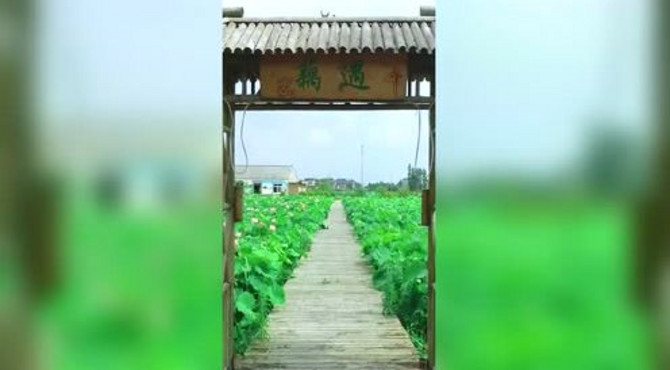 没想到只是一塘荷花，居然有这么好听的名字，被称为藕遇！