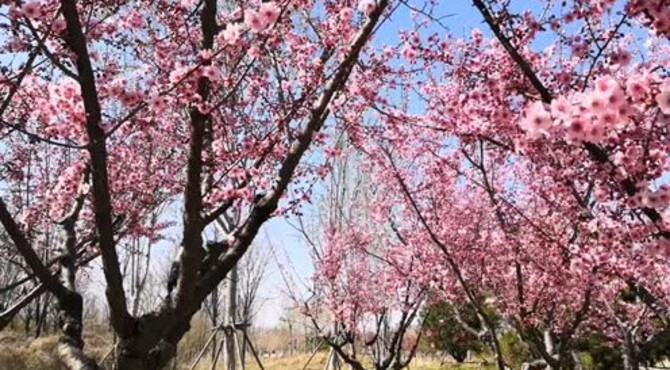 北京通州郊野公园赏花 几乎都没有人 提醒大家不要去景区扎堆儿