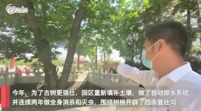 幽香阵阵，通惠河畔300多岁的菩提树开花引来众多游客