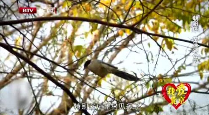 我爱北京 朝阳区 窑洼湖公园