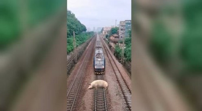 八戒来指挥交通了