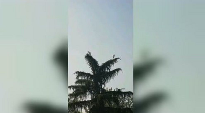塔松载鹤