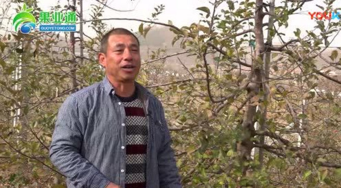 四年生倒挂式塔松型苹果树修剪