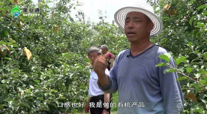 生产高端优质果 五年生倒挂式塔松树形夏季管理