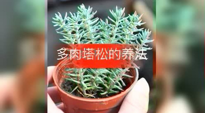 多肉塔松的养法。