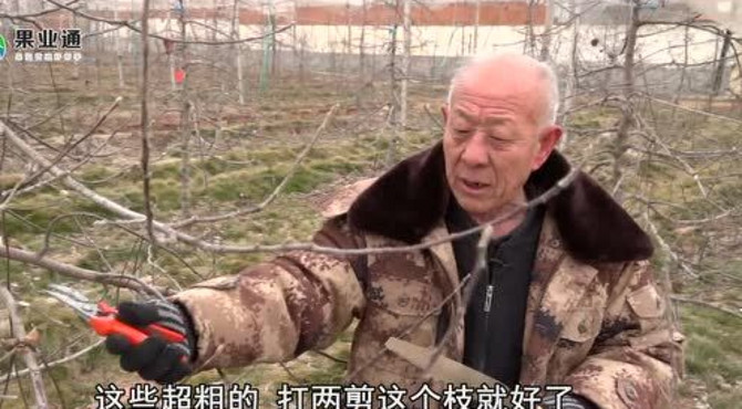 四年生倒挂式塔松型果树春季修剪