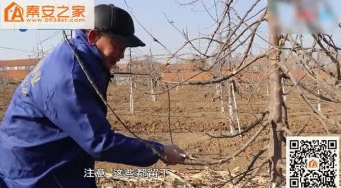 二年生果树修剪（倒挂式塔松形修剪要点）