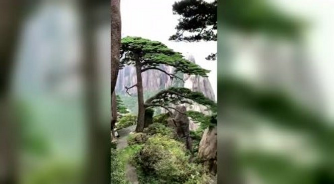 黄山，美丽的迎客松