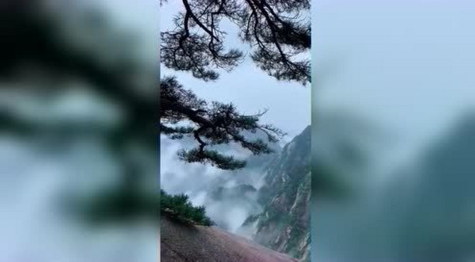 山谷深处的迎客松