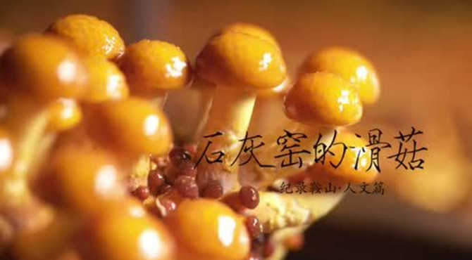 北纬41《纪录鞍山-石灰窑的滑菇》