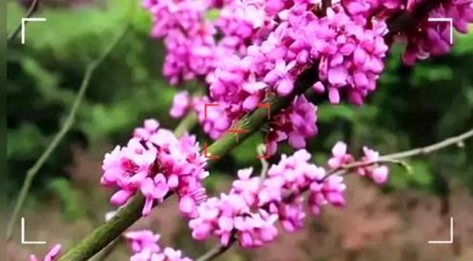 春天来了，百花齐放