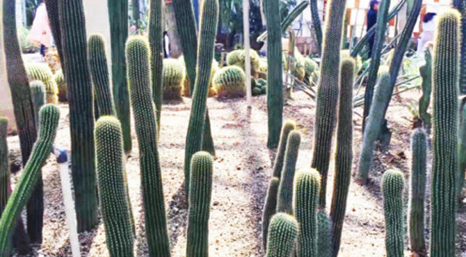 沙漠植物观赏，北京植物园温室沙漠植物品种