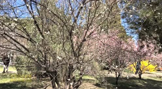 这里是北京中山公园的梅园，一生能有几次看到如此美景！