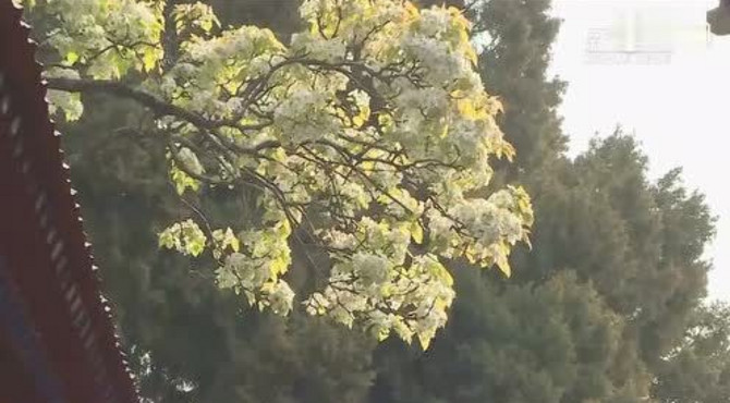 云游故宫 一树梨花一承乾 正值季春时节 故宫承乾宫梨花盛开