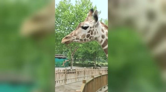 看到长颈鹿的眼屎啦