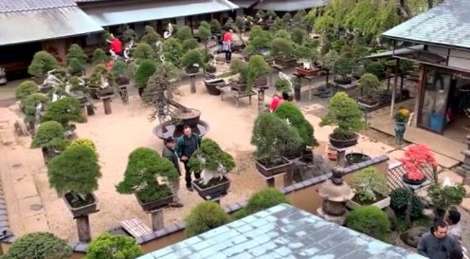 2019年4月，春天的“春花园”，日本盆景大师小林国雄的园子