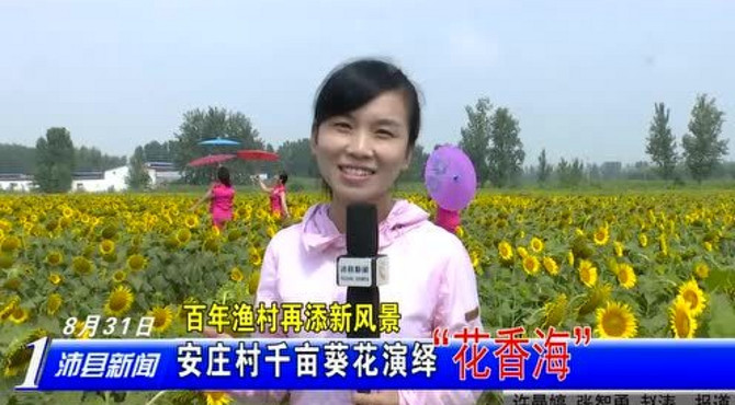 大屯街道安庄千亩葵花园