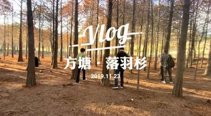 方塘·落羽杉