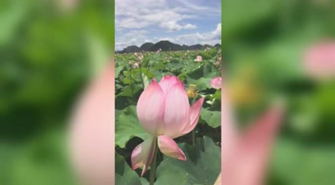 普者黑风景区，三生三世十里桃花，荷花。