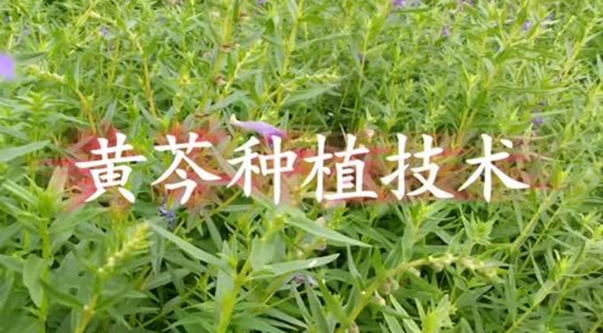 黄芩种植技术视频 1080P 中药材种植指南