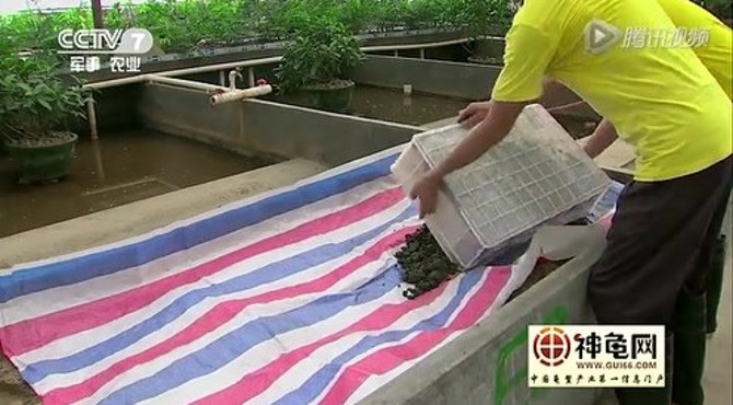 石金钱龟,黄喉拟水龟,乌龟,名龟,龟鳖养殖技术