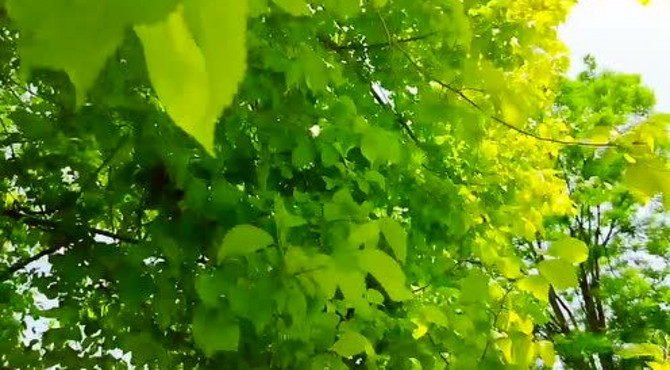 秦岭国家野生植物园