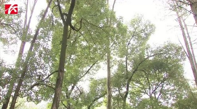 世界野生动植物日！“湖南报春”、“虎舌红”现身森林植物园