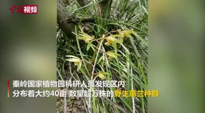 秦岭国家植物园发现中国最北端野生蕙兰种群