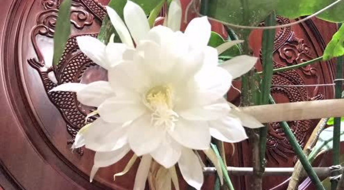 慧日禅寺优昙花开