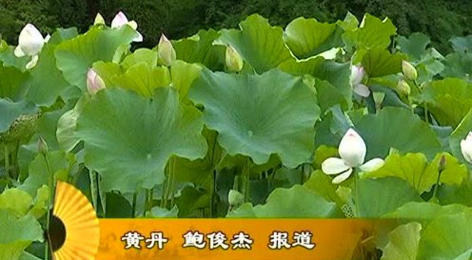 紫薇公园赏荷花