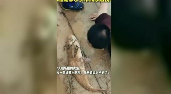 大坝开闸泄洪，泄出来的全是农夫山泉和大鱼