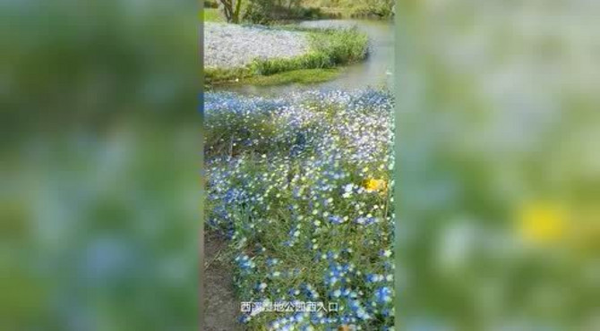 最美人间四月天，又名幌菊。这片花海位于西溪湿地公园绿堤的西入口