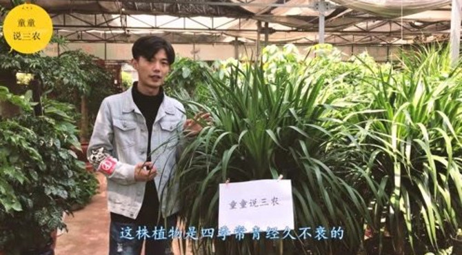 龙须铁这么霸气的植物，你知道怎么养殖吗，童童带你学习怎么养殖