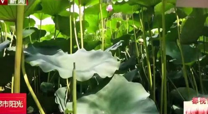 柳荫公园：野鸭苇丛片片影，杨柳荷花处处风