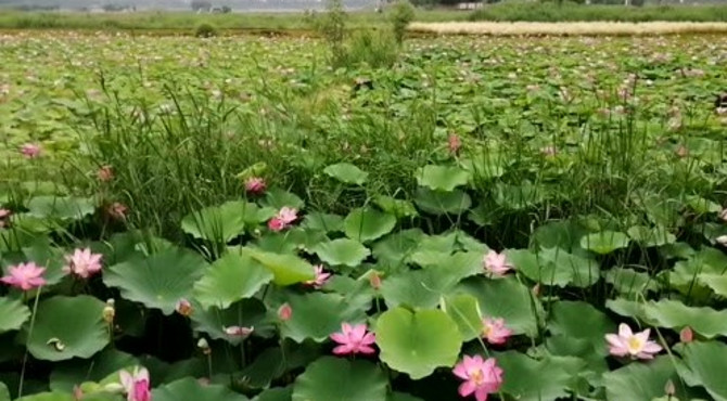 北京房山琉璃河湿地公园，满塘荷花，风景如此美丽