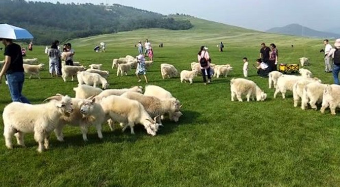 大连三寰牧场，蓝天白云青青草原遍地白白的羊