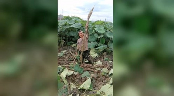 看看这莲藕多长！