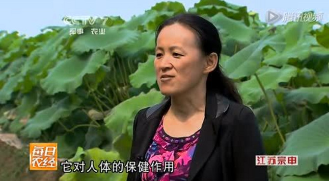 浅水莲藕的秘密