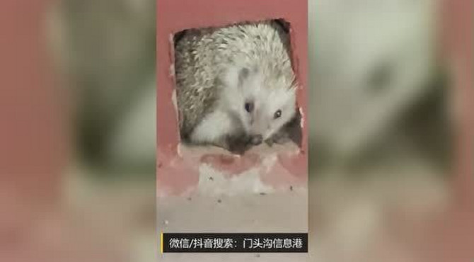 门头沟现刺猬