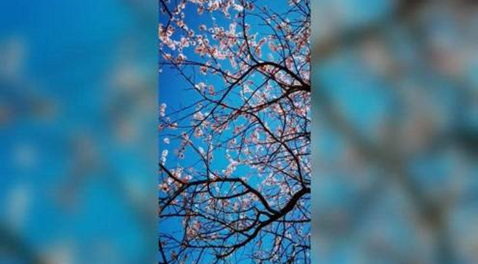 明城墙遗址公园前桃花盛开