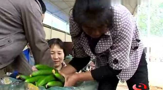 梅桥人的黄瓜致富经