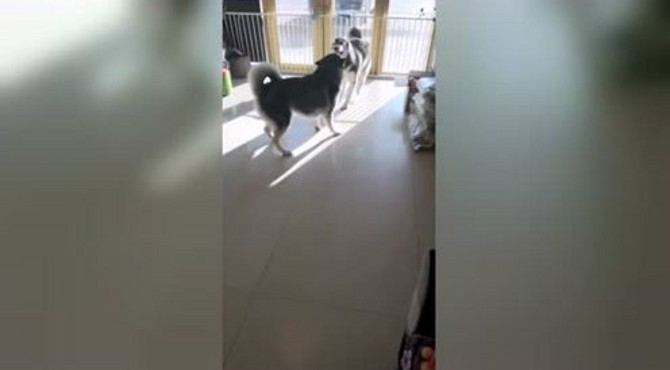 亲爱的小狗，只要香榭的落叶