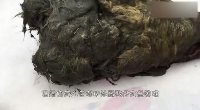 犬科动物中体型最大的狼，秒杀藏獒不成问题，被国外列为有害动物