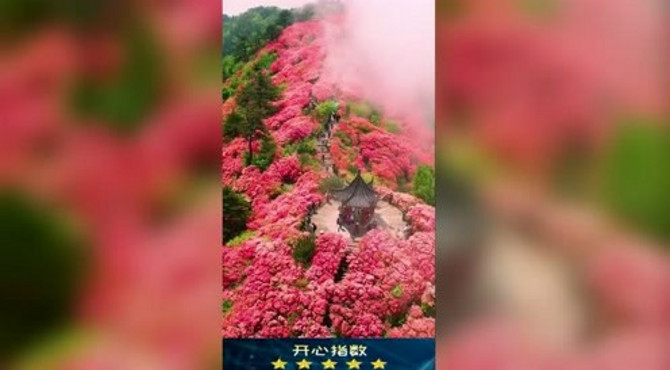 龟峰山万亩杜鹃，美不胜收