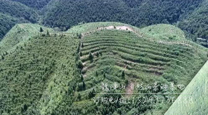 龍峰山自然山茶油基地部分航拍